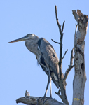 Great Blue Heron 5713
